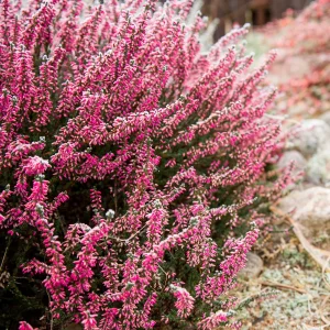 Bruyère d'été Marlies