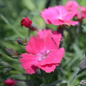 Œillet de la Pentecôte Badenia