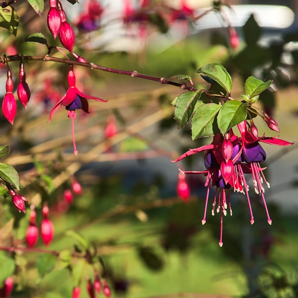 3 Fuchsias Riccartonii – Image 6