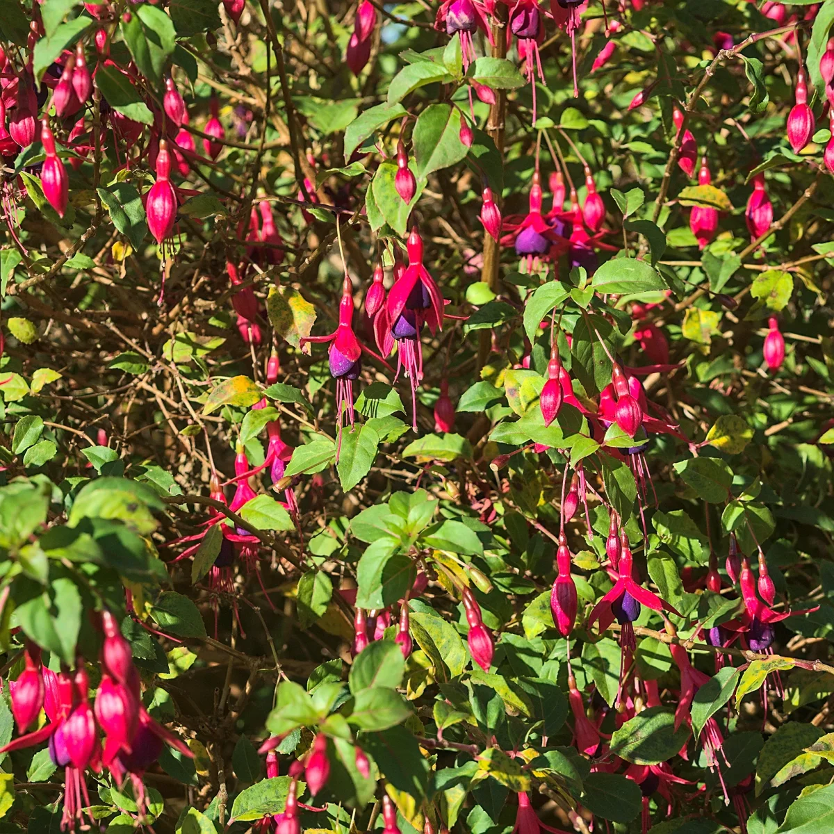 3 Fuchsias Riccartonii – Image 7