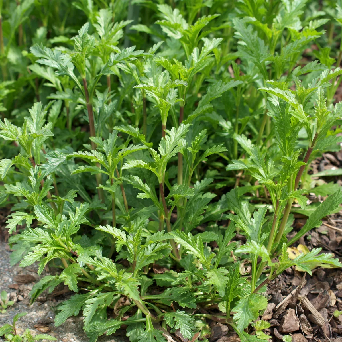 Verveine officinale – Image 2