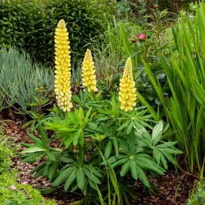 Lupin Chandelier