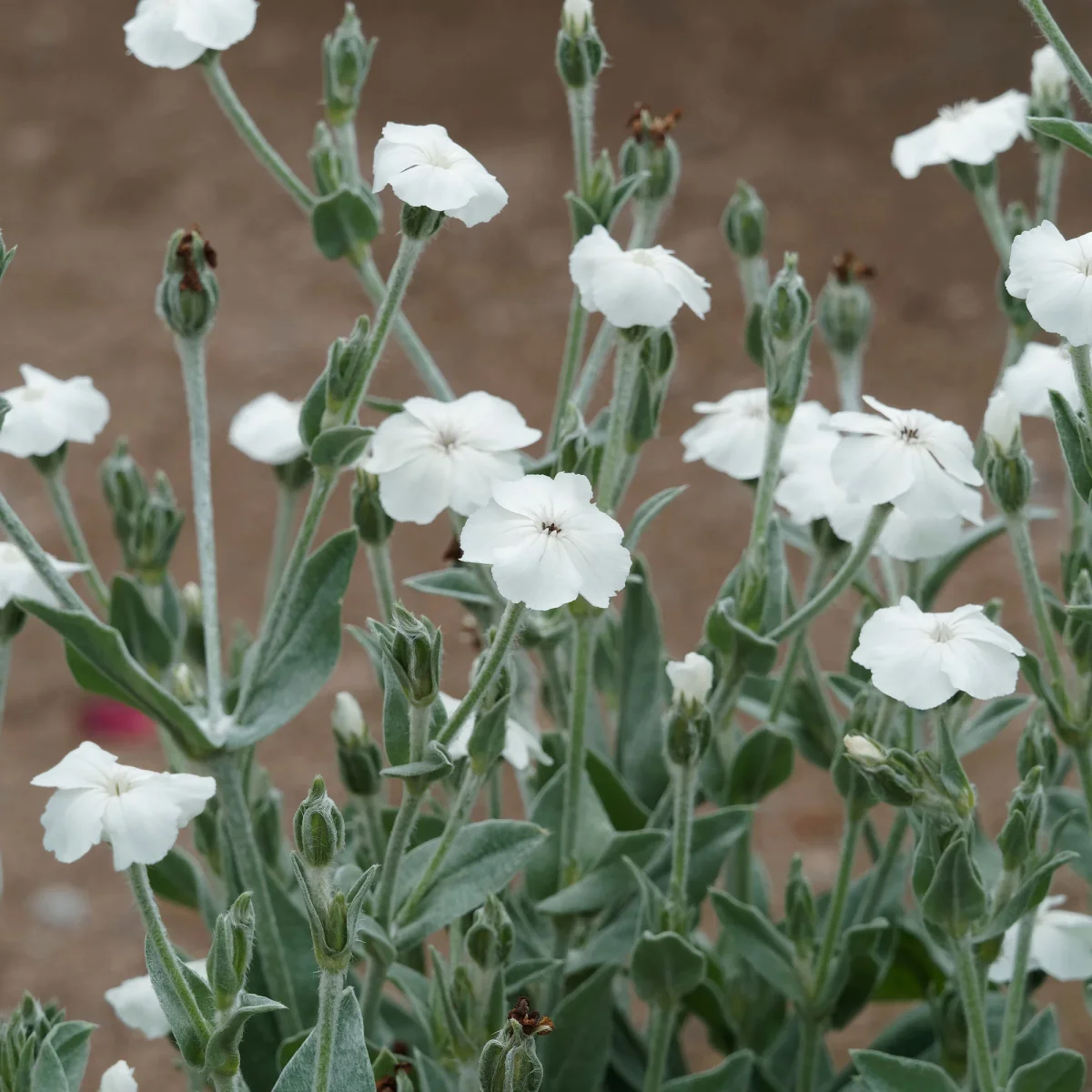 Coquelourde des jardins blanches – Image 2