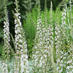 Lysimaque ephémère