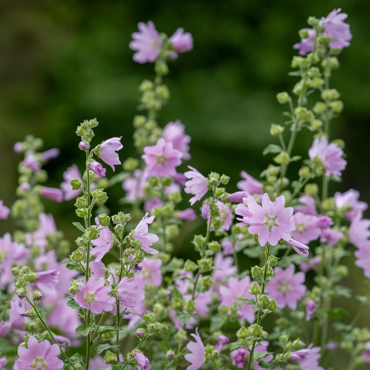 Mauve musquée Rosea – Image 3