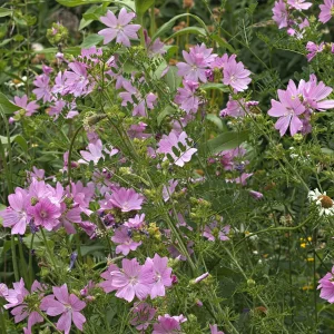 Mauve musquée Rosea