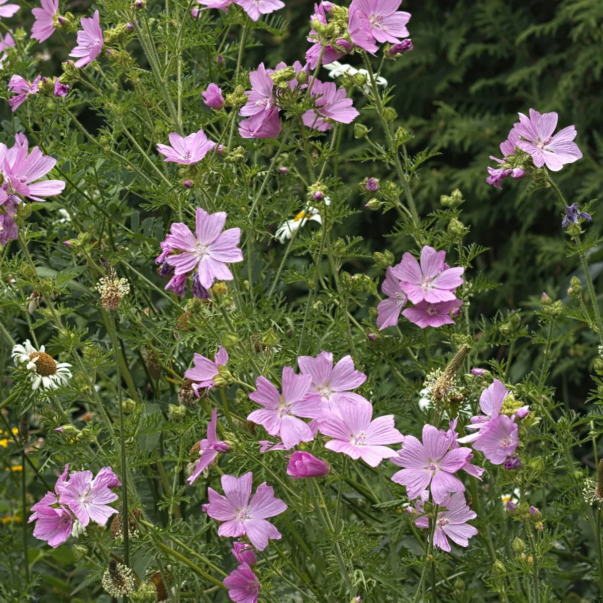 Mauve musquée Rosea – Image 4