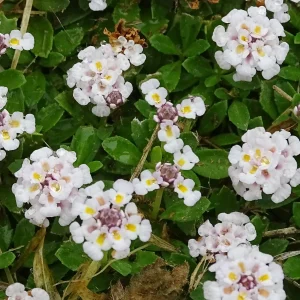 Verveine nodiflore Phyla rampant