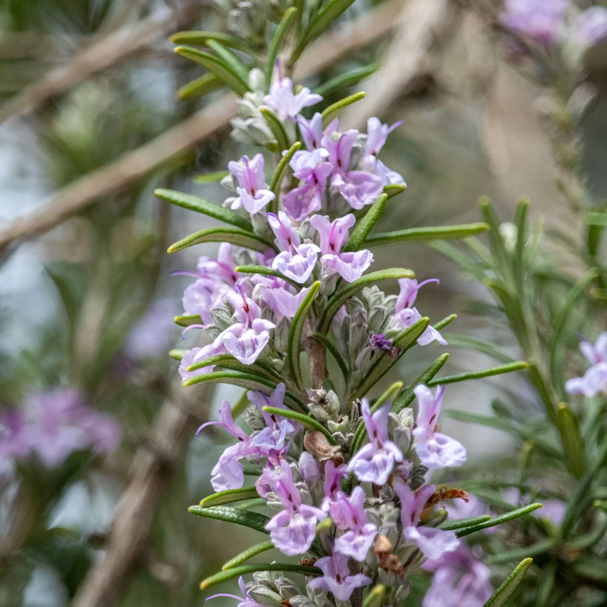 Romarin officinal Majorca Pink – Image 2