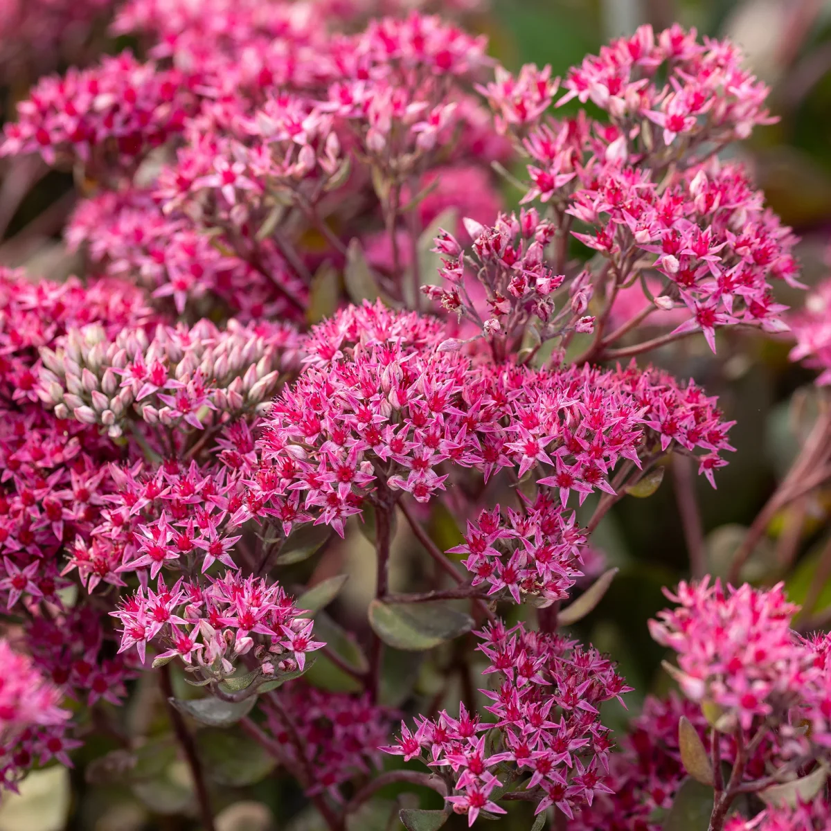 Sedum Thunderhead – Image 3