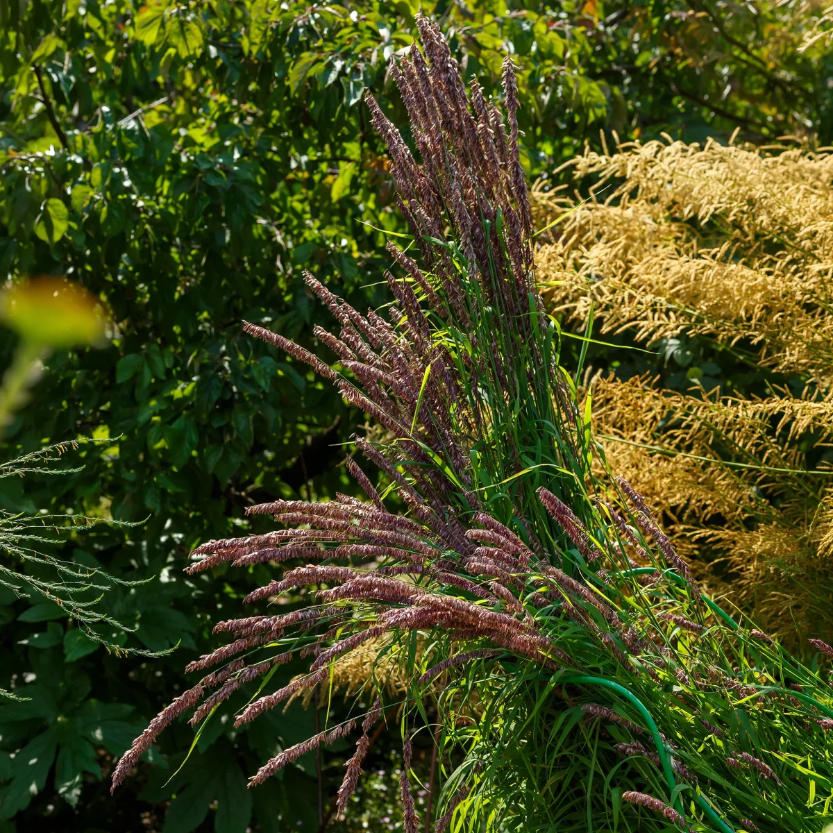 Mélique élevée pourpre