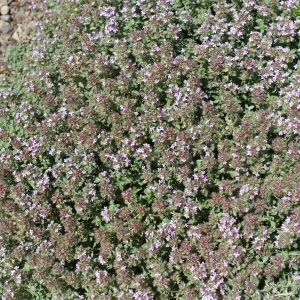 Thym précoce laineux
