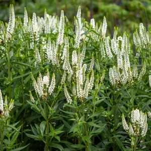 Véronique First Lady
