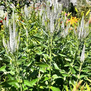 Véronique blanche à longues feuilles Schneeriesin