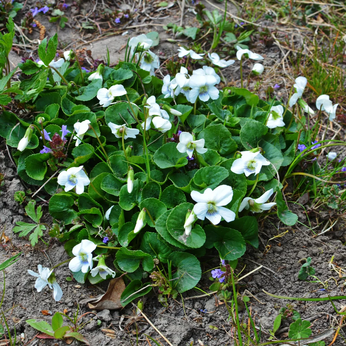 Violette odorante blanche – Image 4