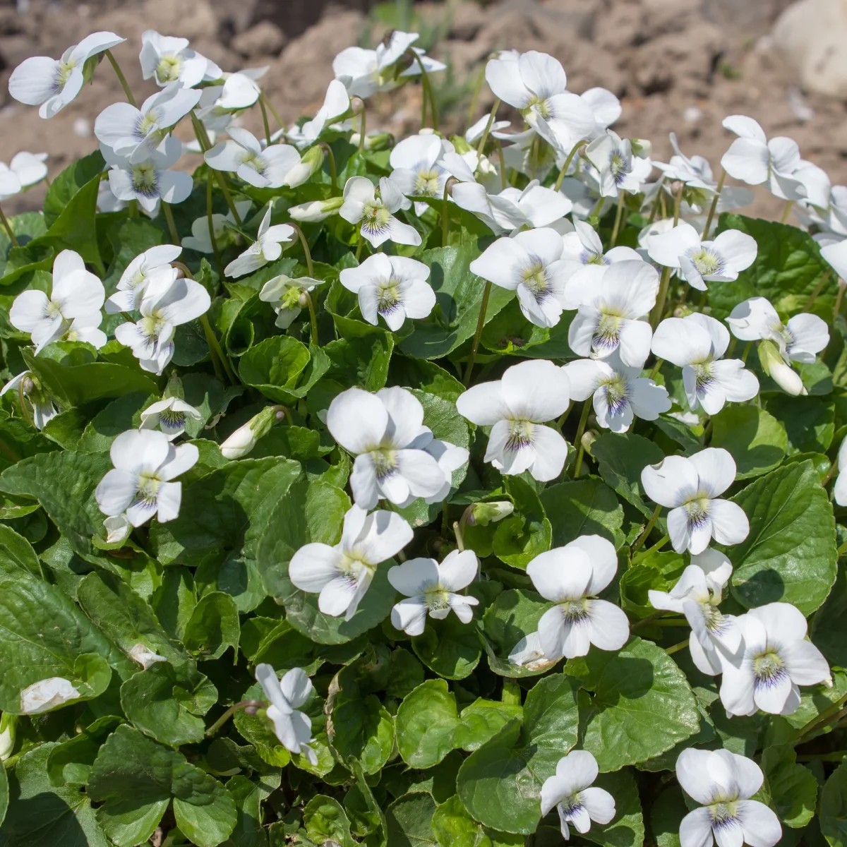 Violette odorante blanche – Image 2