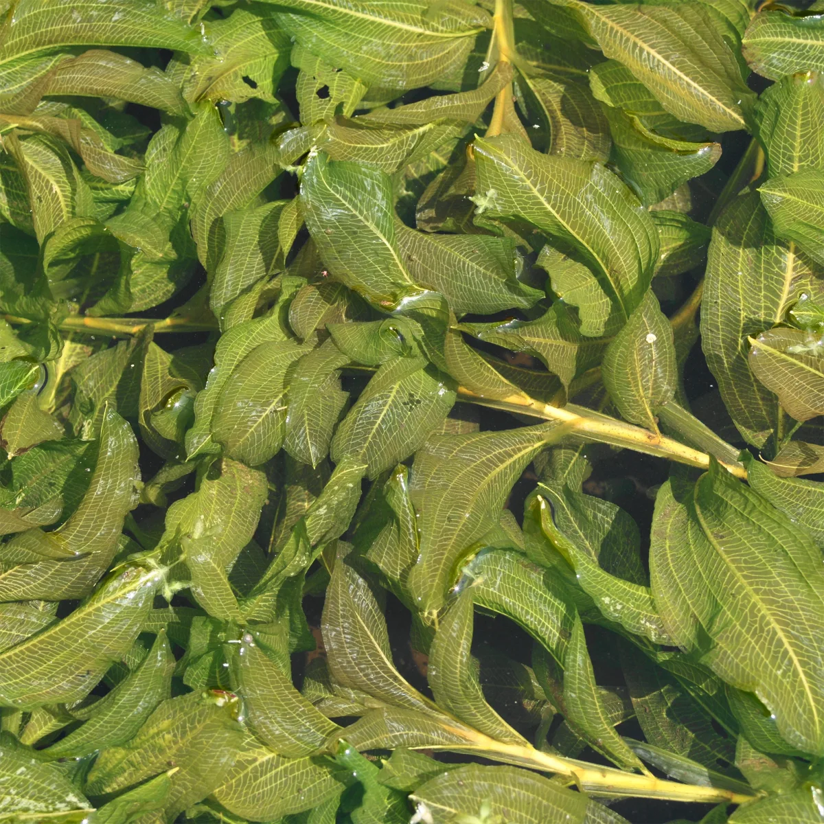 Potamot luisant – Image 2