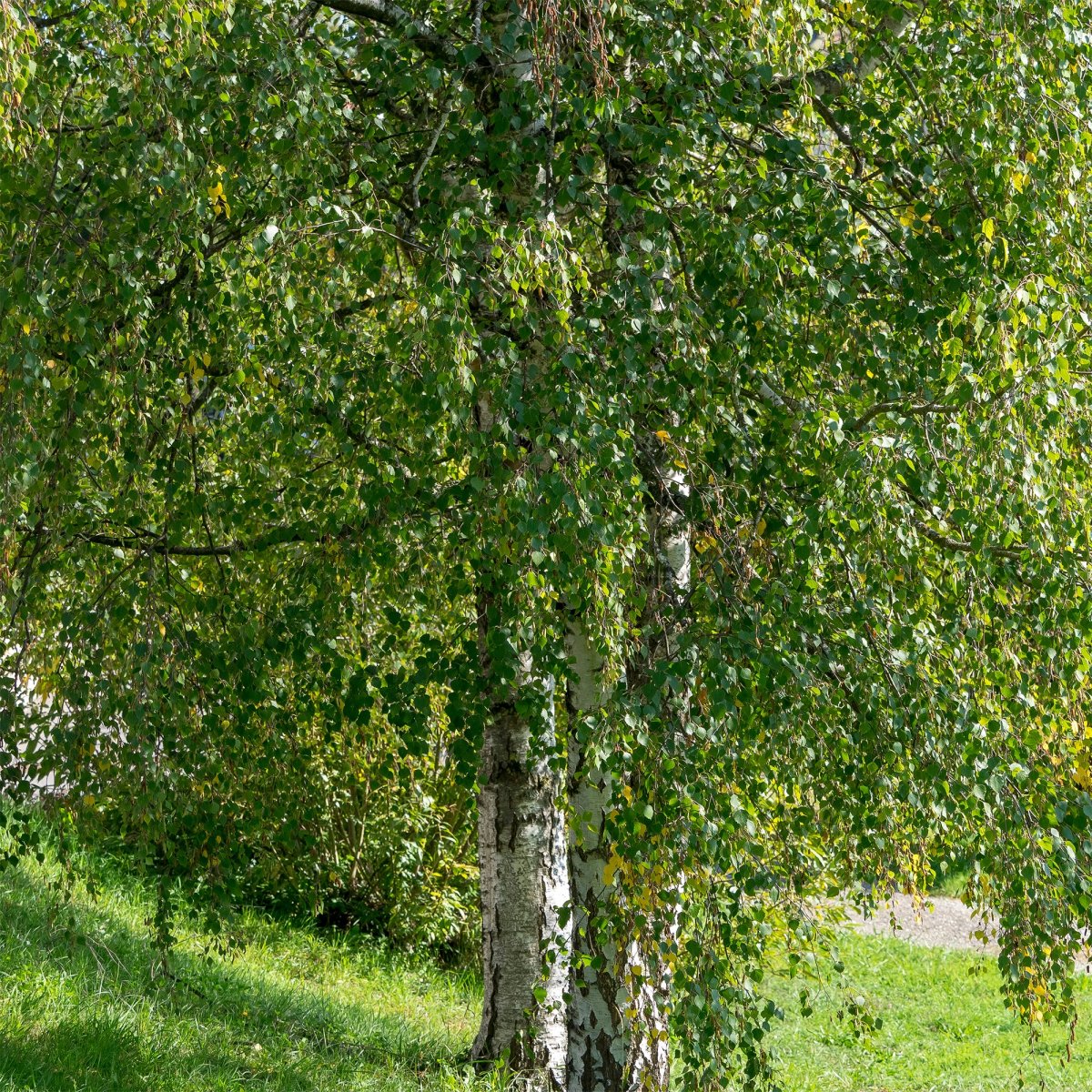 Bouleau commun – Image 7