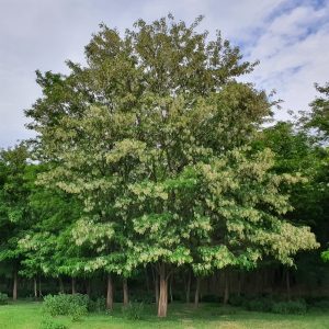 Robinier-faux-acacia