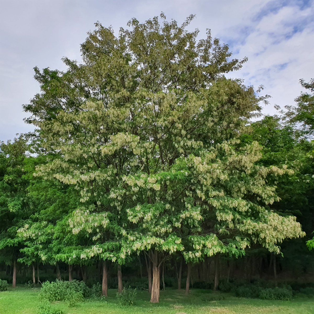 Robinier-faux-acacia – Image 2