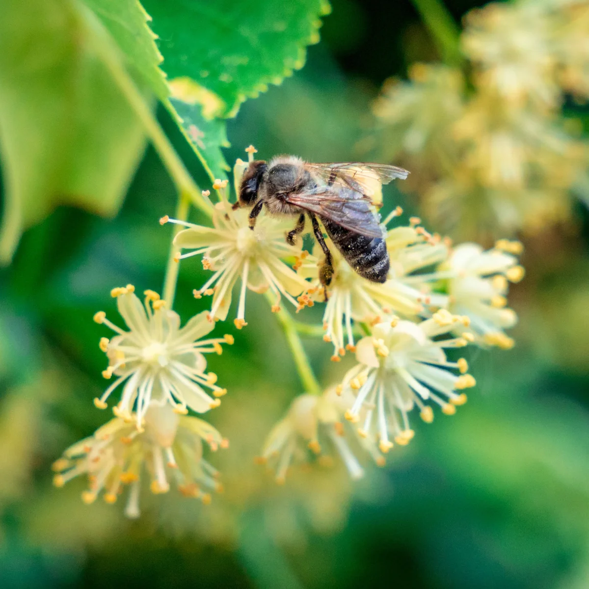 Tilleul à petites feuilles – Image 5