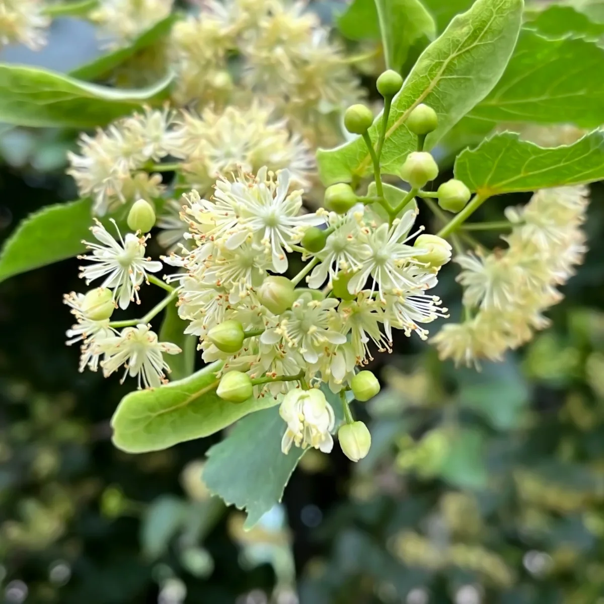 Tilleul à petites feuilles – Image 3