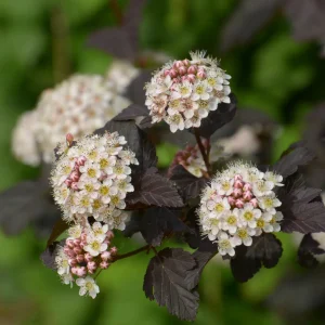 Physocarpe Red Baron