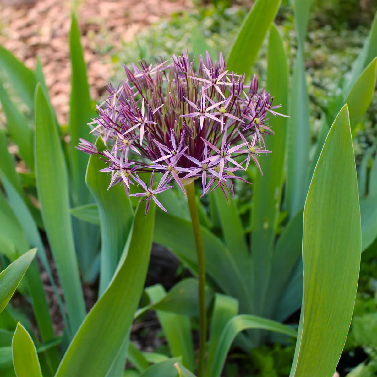 10 Alliums Christophii – Image 5