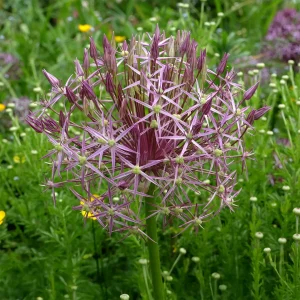 10 Alliums Christophii