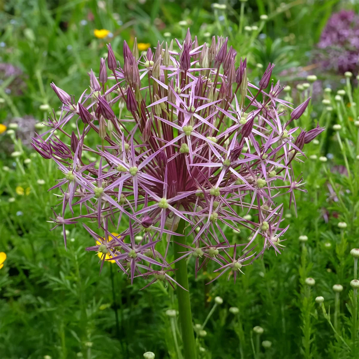 10 Alliums Christophii – Image 2