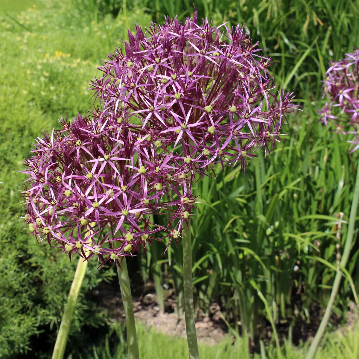10 Alliums Christophii – Image 4