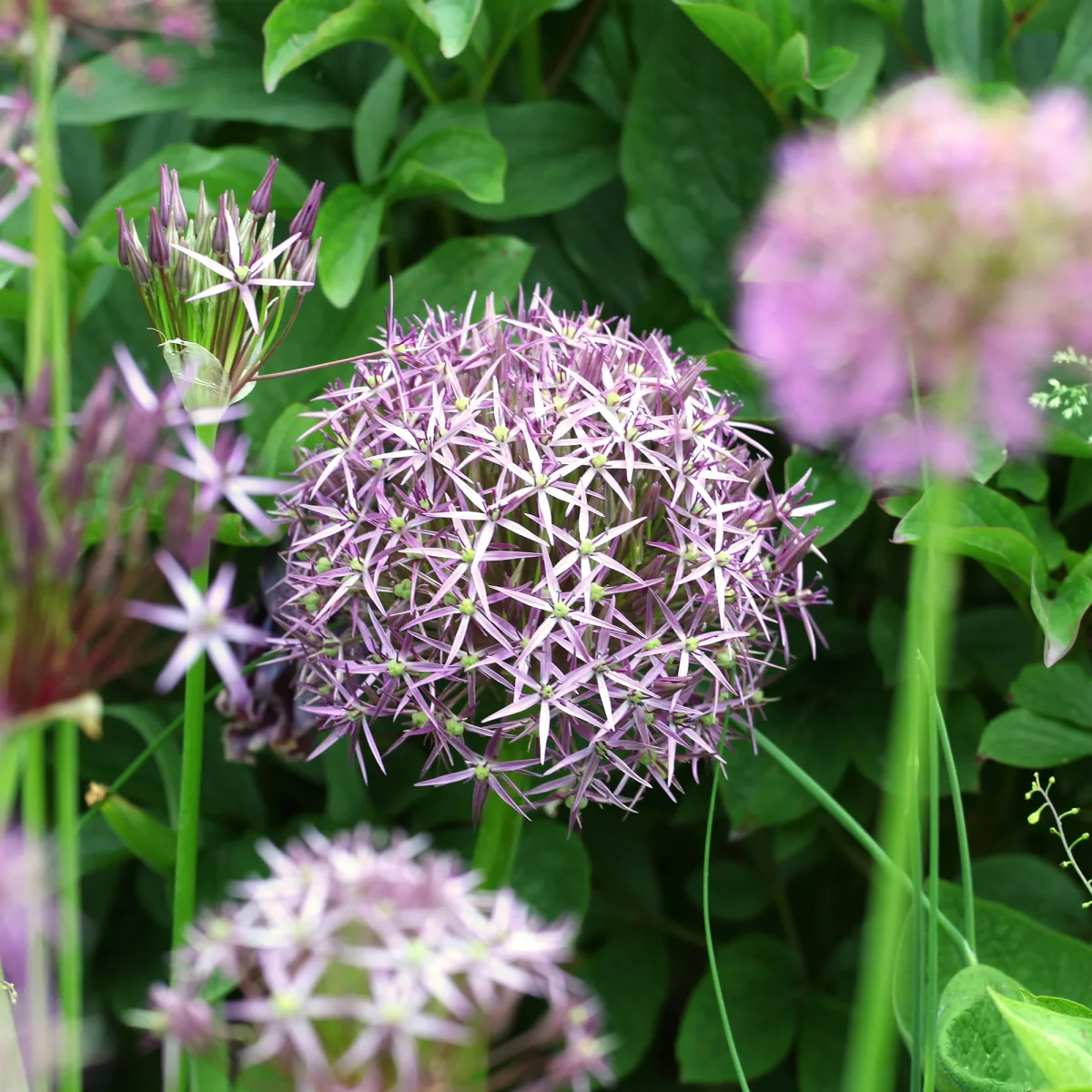10 Alliums Christophii – Image 6