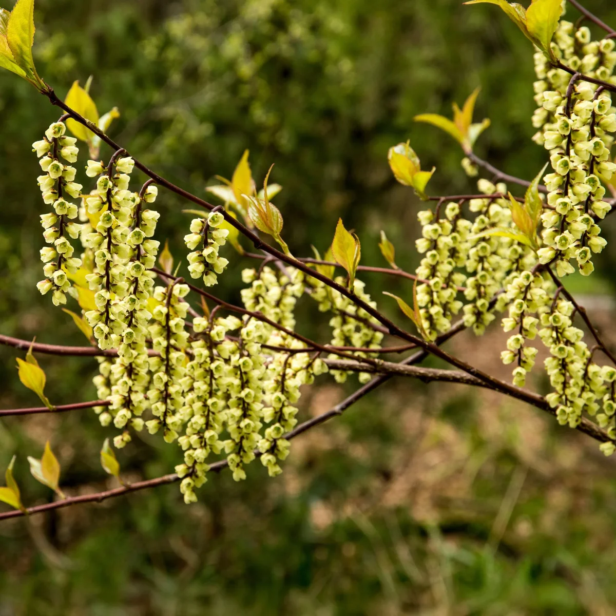 Stachyurus chinensis Joy Forever – Image 4