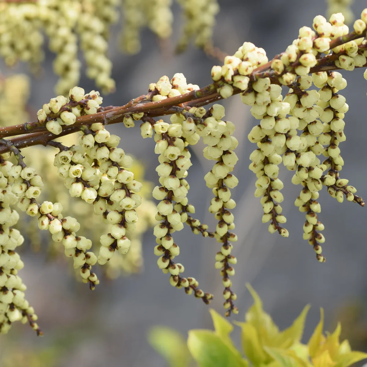 Stachyurus chinensis Joy Forever – Image 6