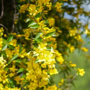 Gelsemium sempervirens