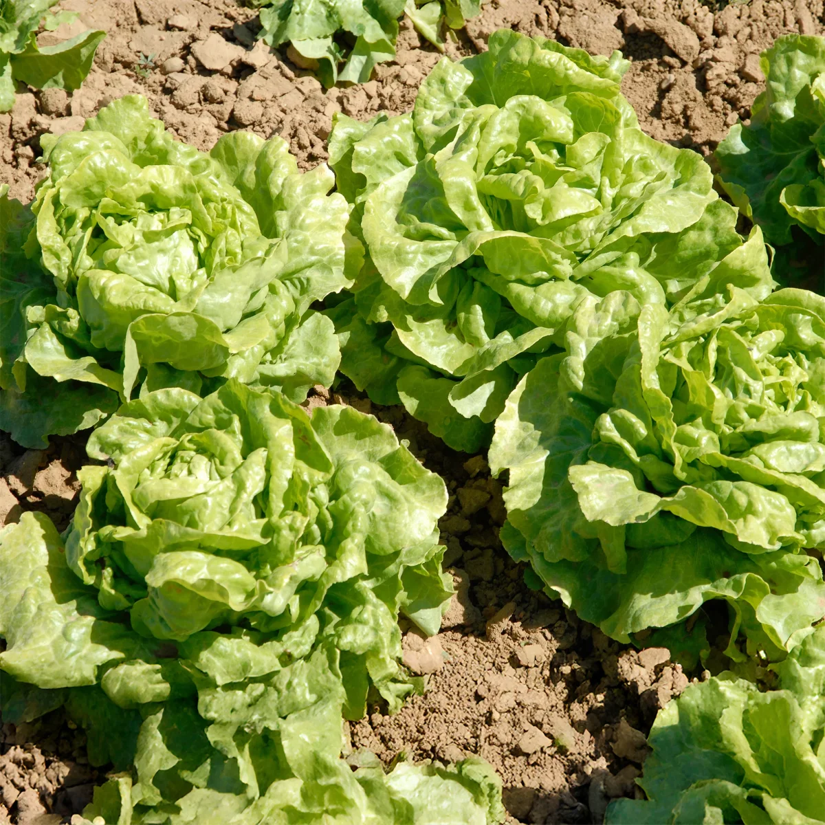 6 Plants de Laitue pommée Novappia – Image 3