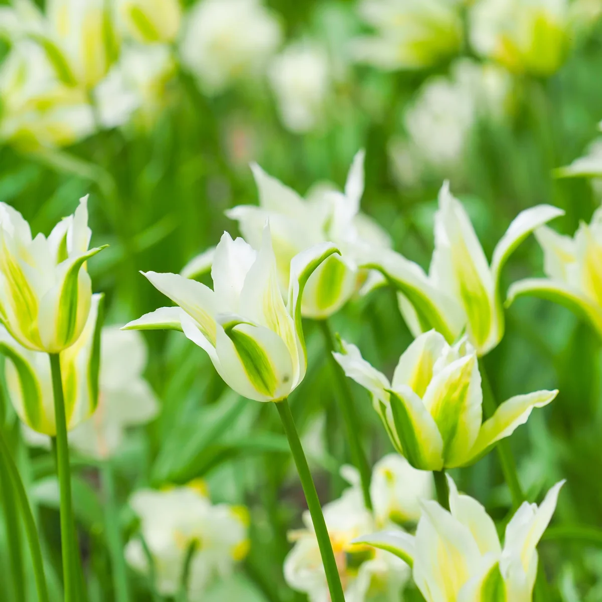 10 Tulipes à fleurs de lis Greenstar – Image 4