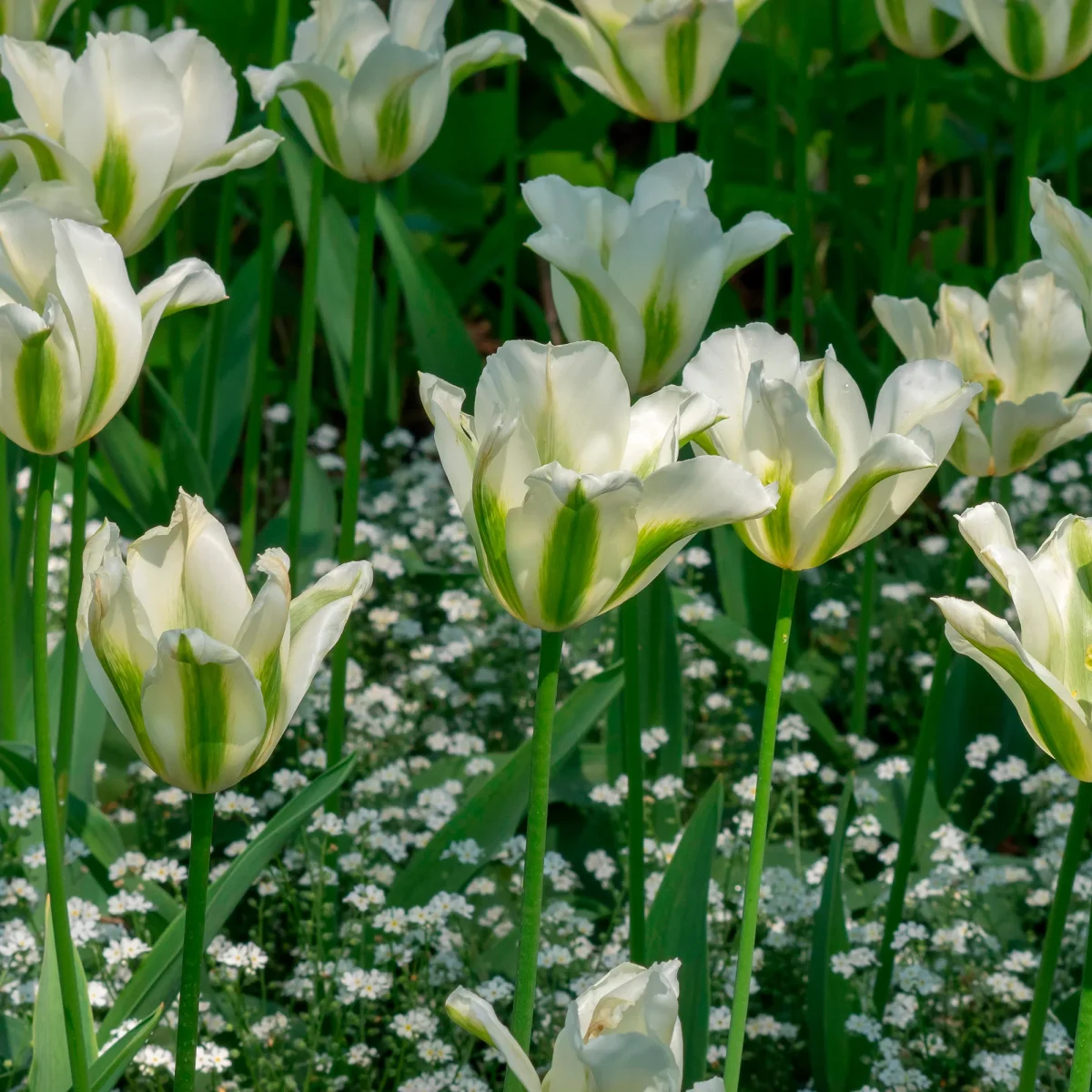 10 Tulipes à fleurs de lis Greenstar – Image 5