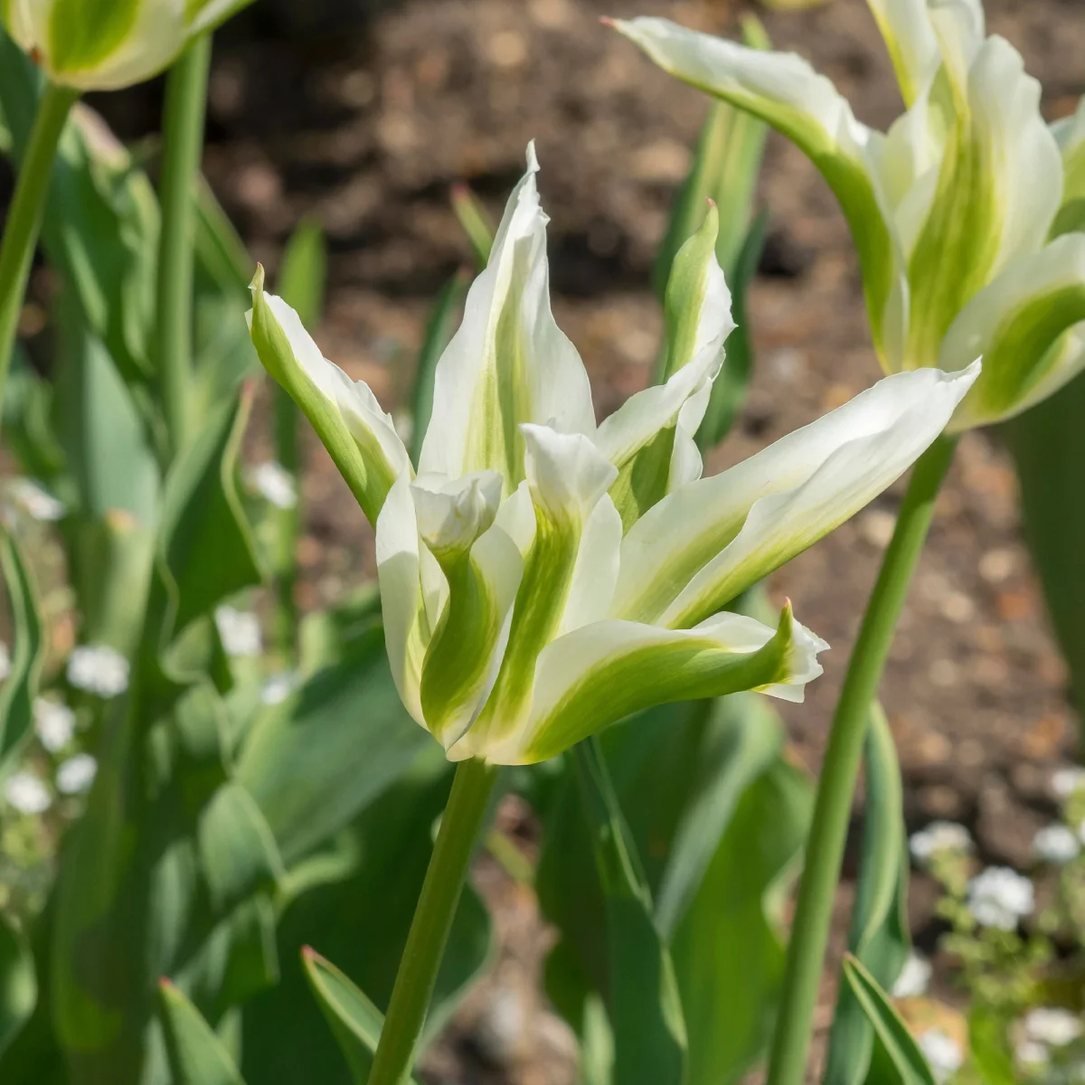 10 Tulipes à fleurs de lis Greenstar – Image 3