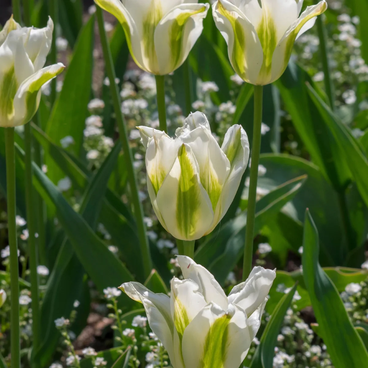 10 Tulipes à fleurs de lis Greenstar – Image 2
