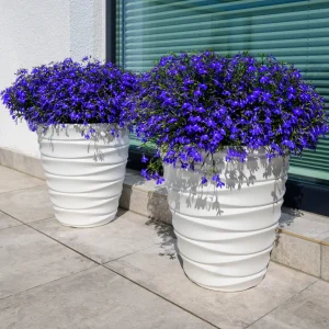 Lobelia Emperor William