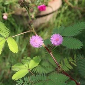 Mimosa pudique - sensitive