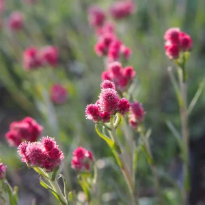 Antennaire dioïque Rubra