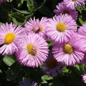 Vergerette Rosa Jewel - Erigeron