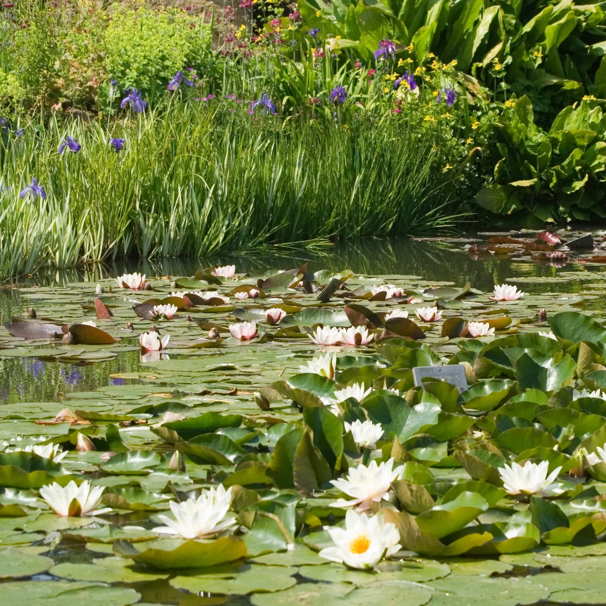 Nénuphar blanc – Image 4