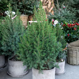Picea glauca Conica