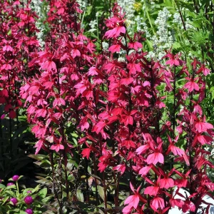 Lobelia Russian Princess