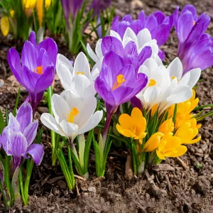 100 Crocus à grosses fleurs en mélange