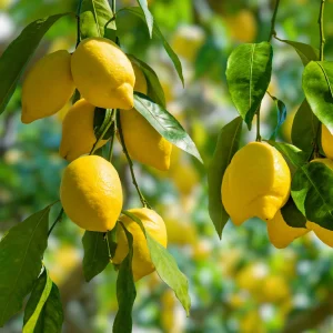 Citronnier - Citrus limon