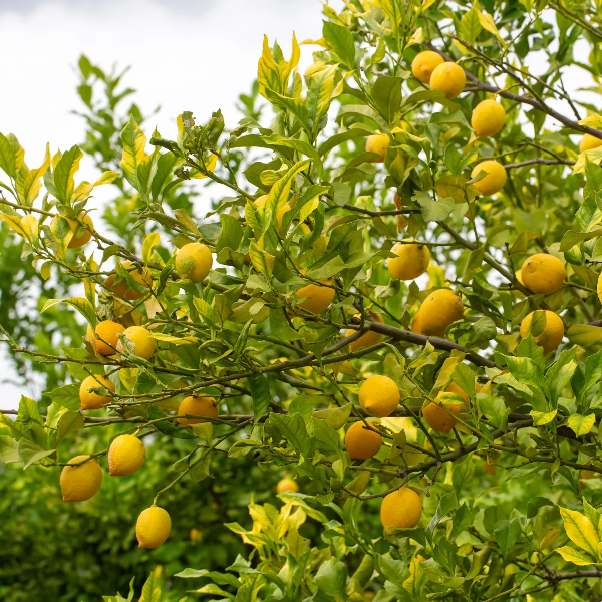 Citronnier - Citrus limon – Image 3